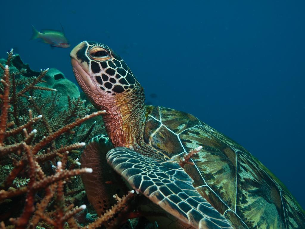 Scandi Divers Puerto Galera Esterno foto